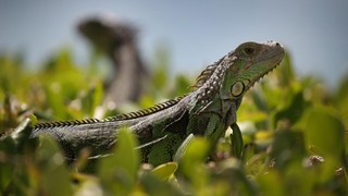 Florida Introduces ‘Tag Your Reptile Day’ as Iguanas and Pythons Continue Reign of Terror
